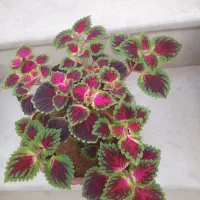 گل‌های زیبا