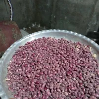 لوبیا قرمز