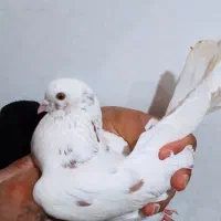 چنتا تهرانی