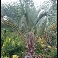 بذر پالم فینیکس مجنون و پالم آبی مجنون