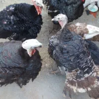 بوقلمون کیلویی ۲۳۰|حیوانات مزرعه|تربت جام, یحیی آباد|دیوار