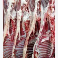 گوسفند زنده بره نر