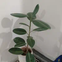 گل /گل حیاط /گل تو خونه /گل زیبا