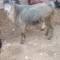 چهار کهره نر چاق چاق|حیوانات مزرعه|برازجان, |دیوار