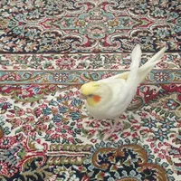 عروس هلندی گمشده