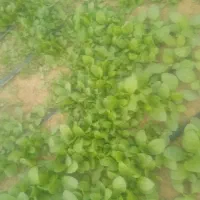 نشا برگ زرد|گل و گیاه طبیعی|کاکی, |دیوار