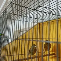 قناری|پرنده|کرج, شهرک سهرابیه|دیوار