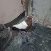 نر سرته قهوای