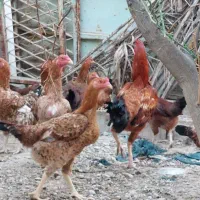 20،تخم مرغ لاری دونگ بالا اصلی|حیوانات مزرعه|وحدتیه, |دیوار