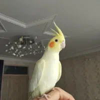 عروس هلندی 6 ماهه کاملاً دستی مناسب سخنگو شدن