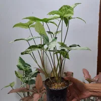 گل سینگینیوم ابلق وصورتی بال فرشته|گل و گیاه طبیعی|ساری, |دیوار