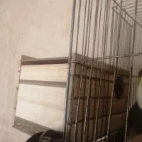 لونه عروس و کوتوله