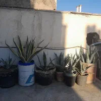گل کاکتوس آگاو والورا وتوپی