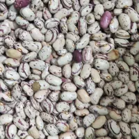 لوبیا چیتی|خوردنی و آشامیدنی|اسلامشهر, مظفریه|دیوار