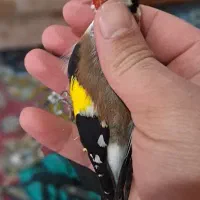 سهره پاییزه|پرنده|رشت, یخسازی|دیوار