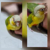 گمشده طوطی گرین جیک