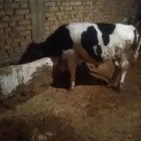 گوساله نر|حیوانات مزرعه|بلبان آباد, |دیوار