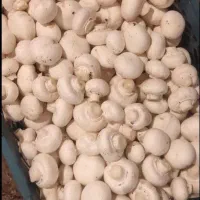 فروش قارچ|عمدهفروشی|کرمانشاه, |دیوار