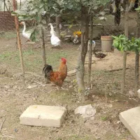 خروس اصیل گلپایگانی|حیوانات مزرعه|صومعه‌سرا, |دیوار