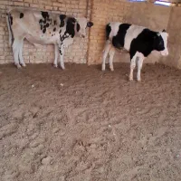 گوساله نر|حیوانات مزرعه|مرودشت, تخت جمشید|دیوار