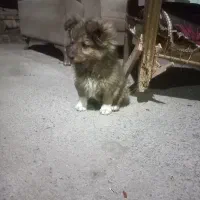 توله پامرین خرسی جیبی