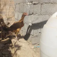 جوجه مرغ لاری|حیوانات مزرعه|سیرجان, |دیوار