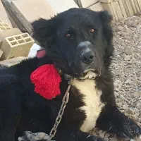 واگذاری سگ نر گله ای