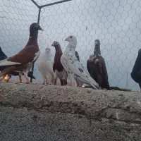 پرنده|پرنده|شوشتر, |دیوار