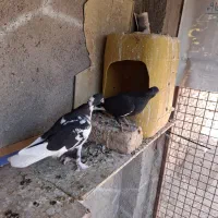 قره و ابلغ دمسفید کاکلی کرمونی|پرنده|زاوه, |دیوار