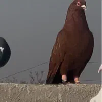 کفتر سرخ یهودی شهرستانی|پرنده|ری, دولت‌آباد|دیوار