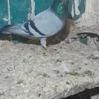 ماده سبز خطی جفت پلاک مسافتی|پرنده|رشتخوار, |دیوار