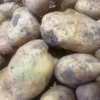 سیب زمینی و پیاز درشت رستورانی