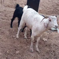 بز همراه دوشنک نر|حیوانات مزرعه|مهرستان, |دیوار