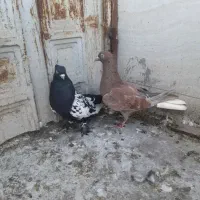 کبوتر کشیدنی|پرنده|گرگان, |دیوار