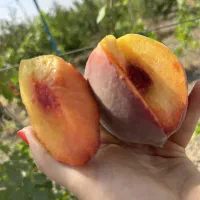 فروش نهال لیبل‌دار انواع میوه|خدمات باغبانی و درختکاری|سروآباد, |دیوار