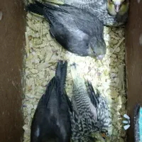 جوجه عروس هلندی یا جوجه عروس پاریس