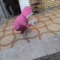 عروس هلندی پیدا شده گل محمدی