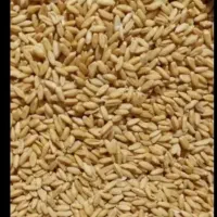 گندم دیمی...