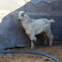 فروش سه عدد کهره|حیوانات مزرعه|بردخون, |دیوار