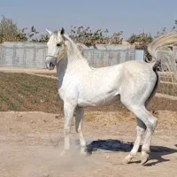 کشش اسب کرد