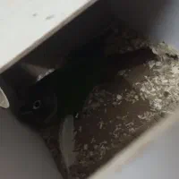 گرینچیک|پرنده|یزد, |دیوار