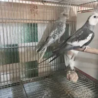 عروس آلبینو،وایت فیس،ایزابلا|پرنده|نظرآباد, نظرآباد|دیوار