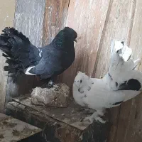 فروش کفتر رنگی