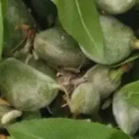 چاقاله بادوم خوشمزه تازه تازه