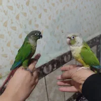 طوطی گرینچیک