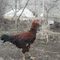 خروس لاری|حیوانات مزرعه|مشگین شهر, |دیوار