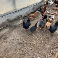 اردک اسرائیلی|حیوانات مزرعه|سرخنکلاته, |دیوار