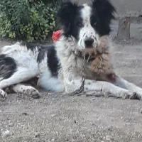 سگ نگهبان