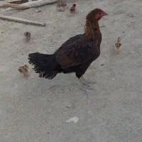 ۲ مرغ با ۵ جوجه فروشی با قیمت مناسب