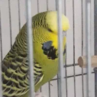 مرغ عشق انگلیسی|پرنده|دوگنبدان, |دیوار